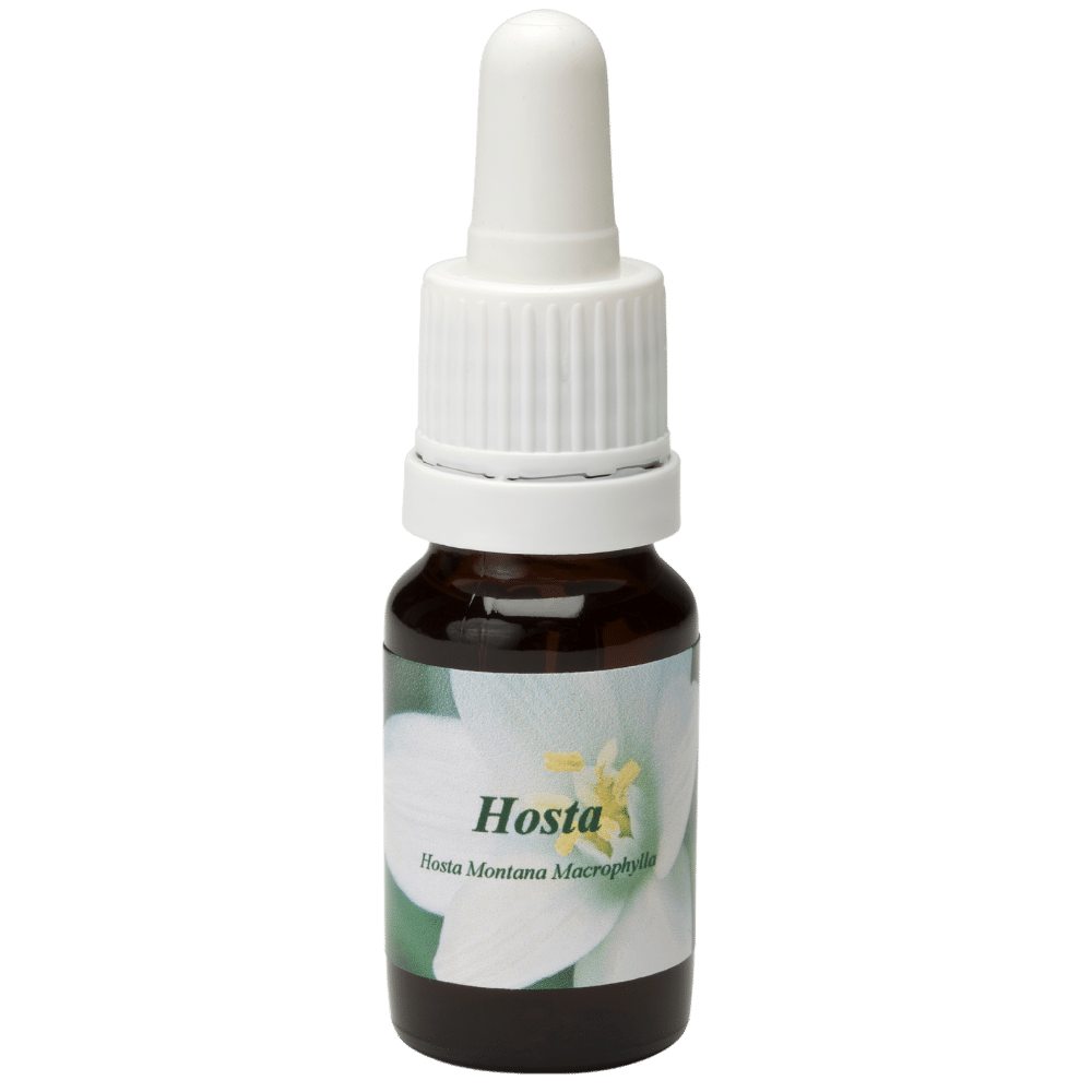 Flacon pipette 10ml. Remède floral Hosta | Star Remedies